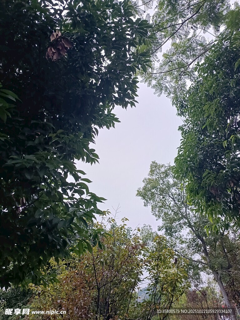 仰视茂密树林的天空