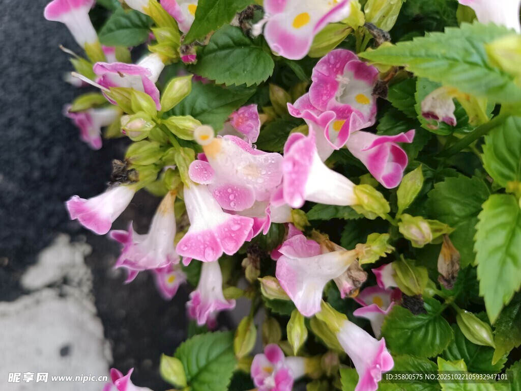 粉色喇叭状花卉特写