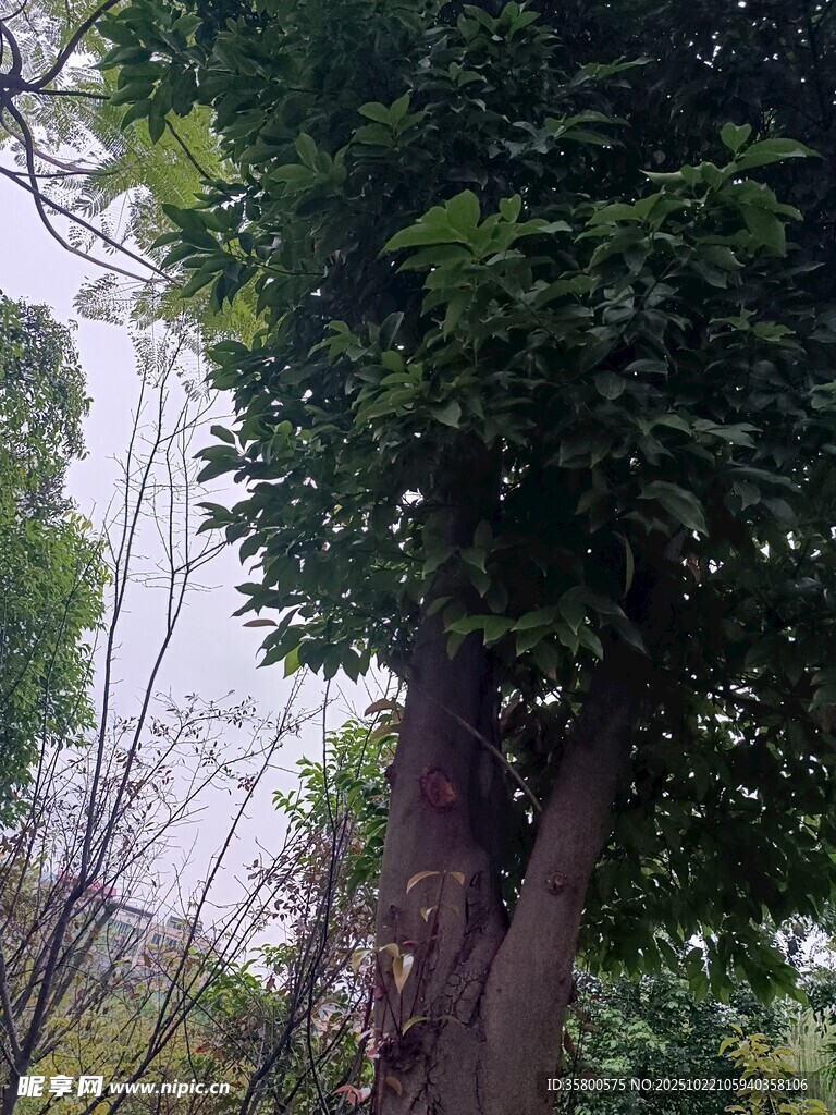 繁茂大树于林间