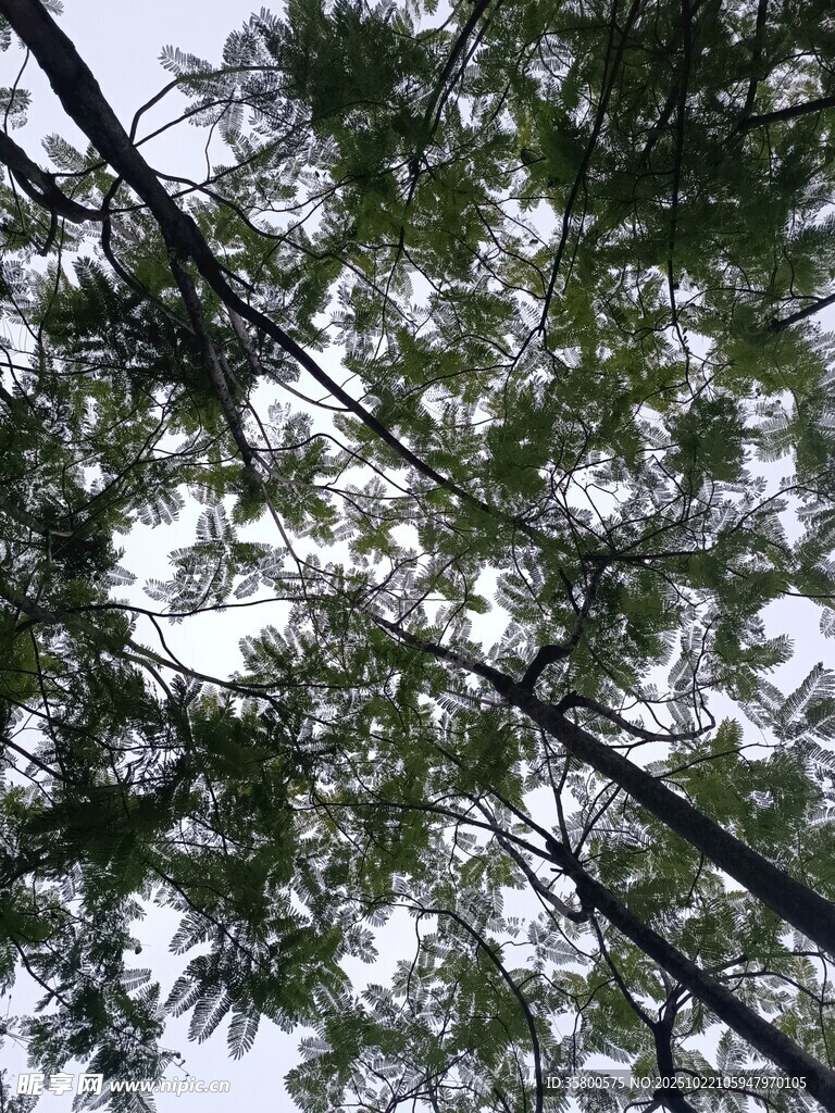 仰视茂密树林树冠