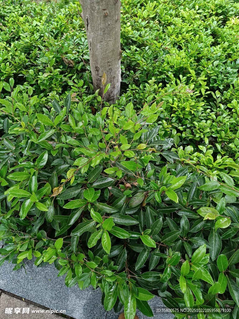 绿叶簇拥的树干景观
