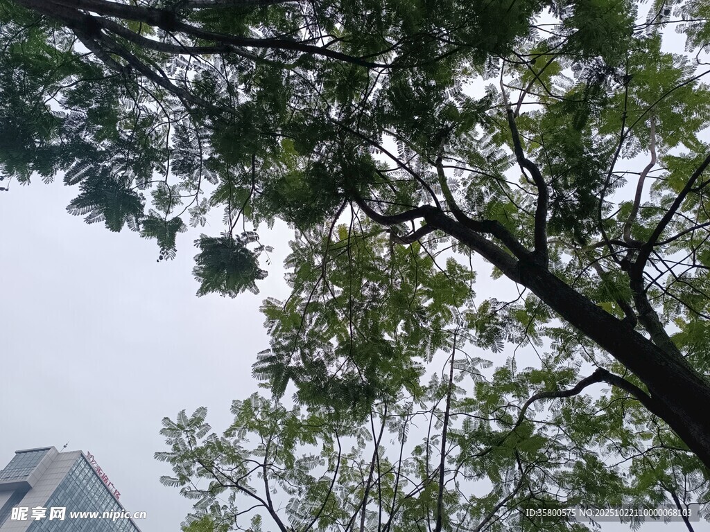 城市中繁茂的绿树景观