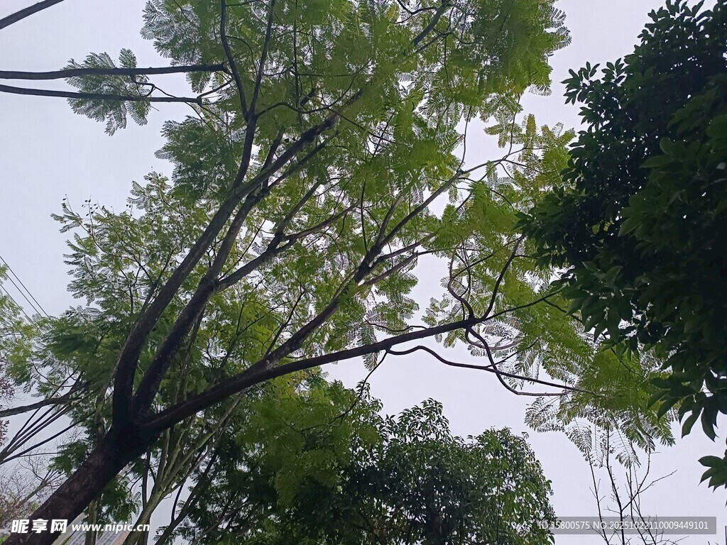 仰视葱郁树木