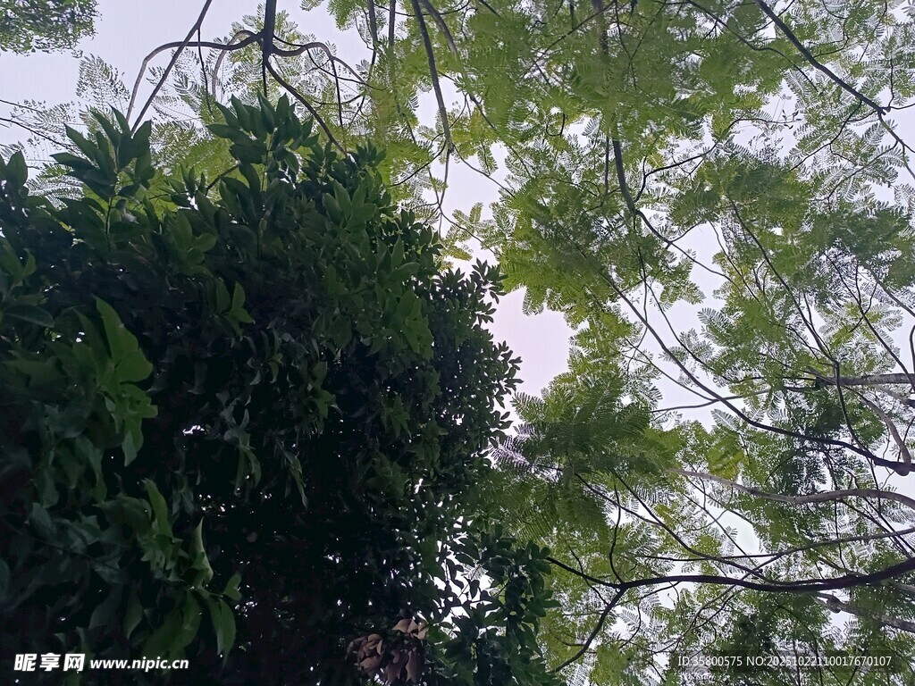 仰视葱郁绿树