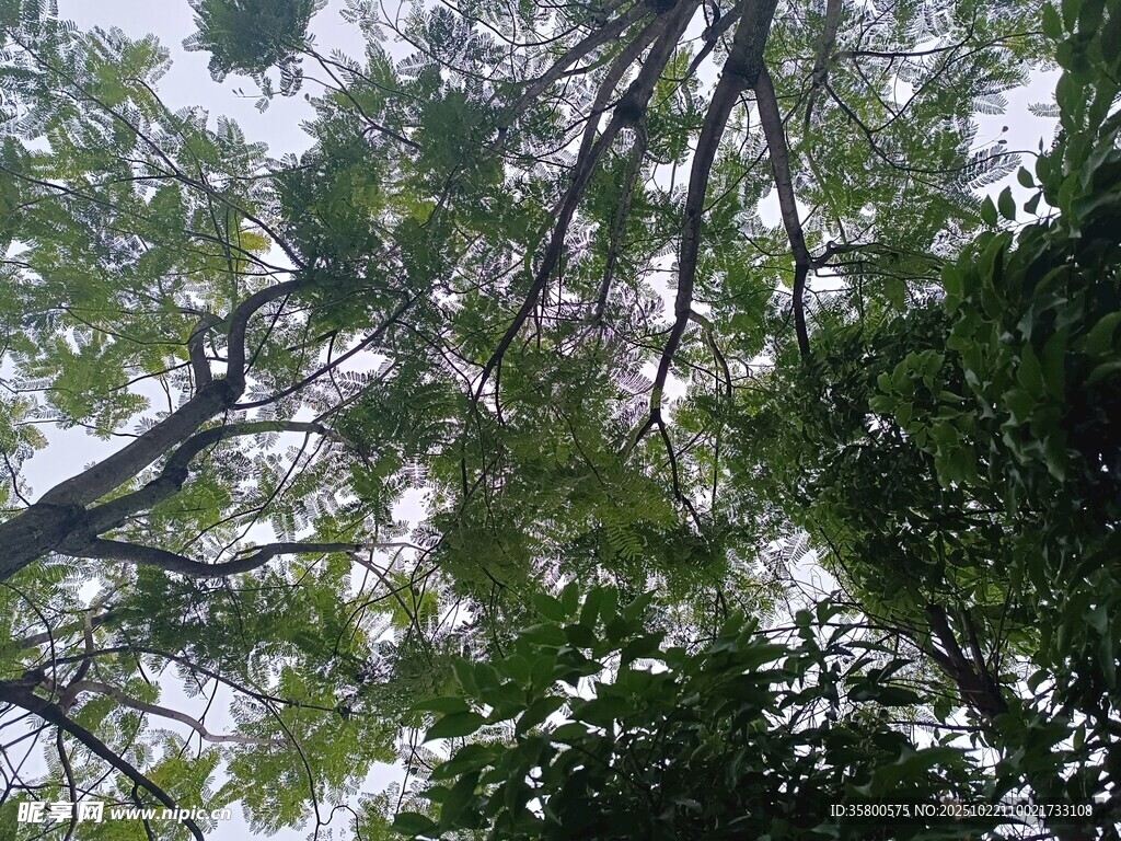 仰视茂密树林树冠景象
