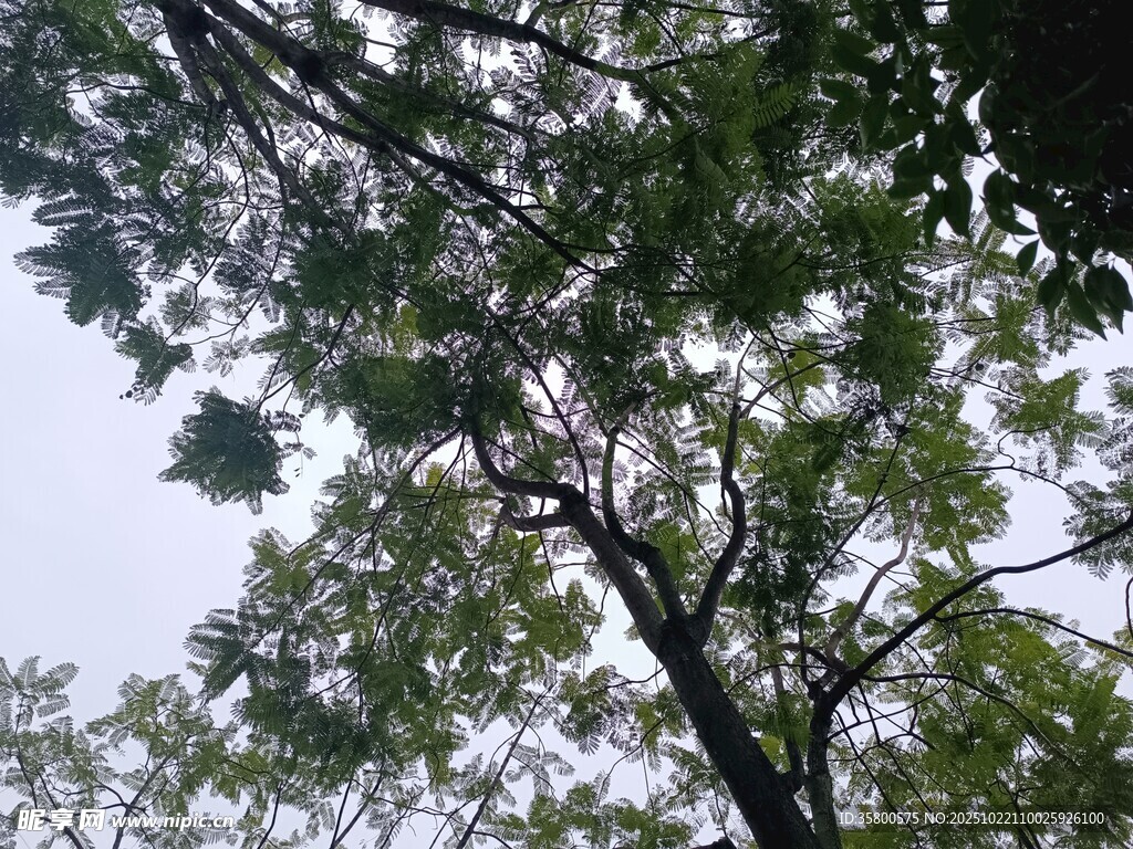 仰视繁茂绿树