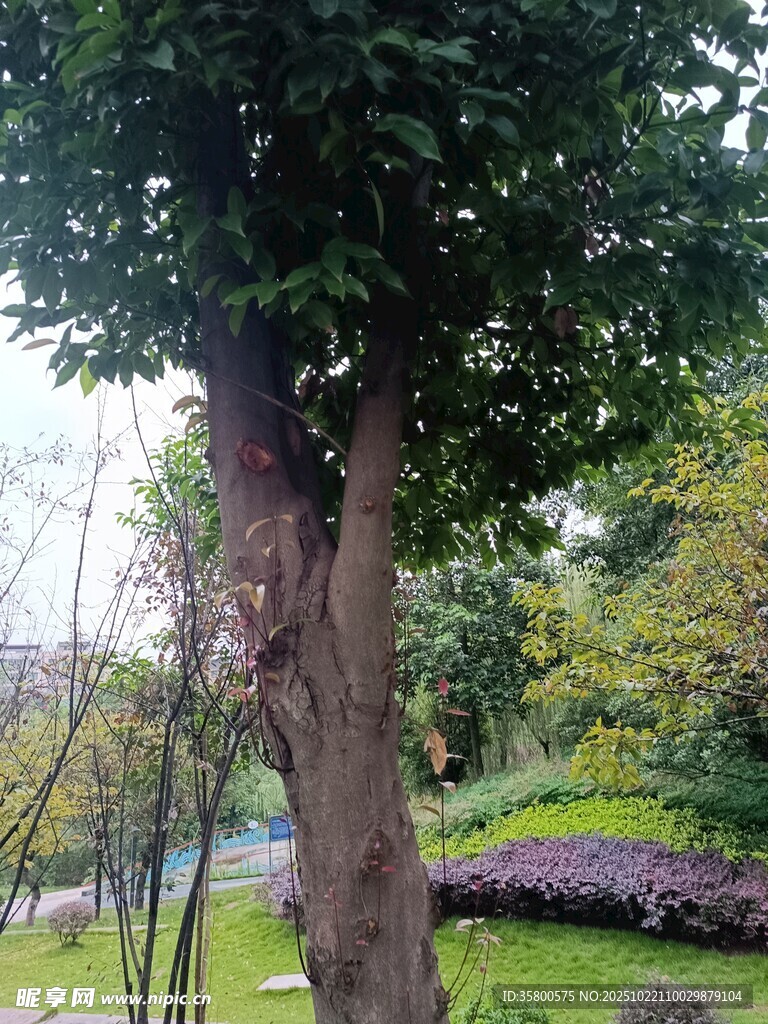 公园中茂盛的大树