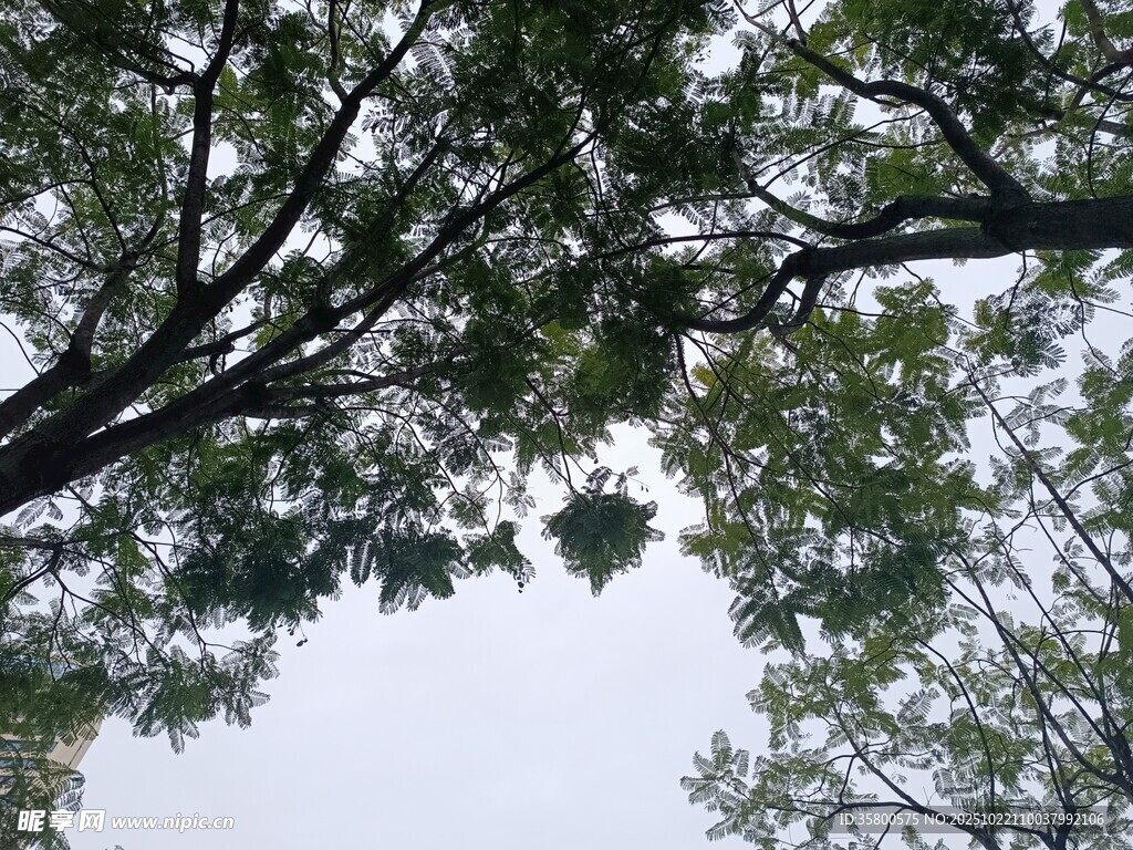仰视繁茂树枝与绿叶
