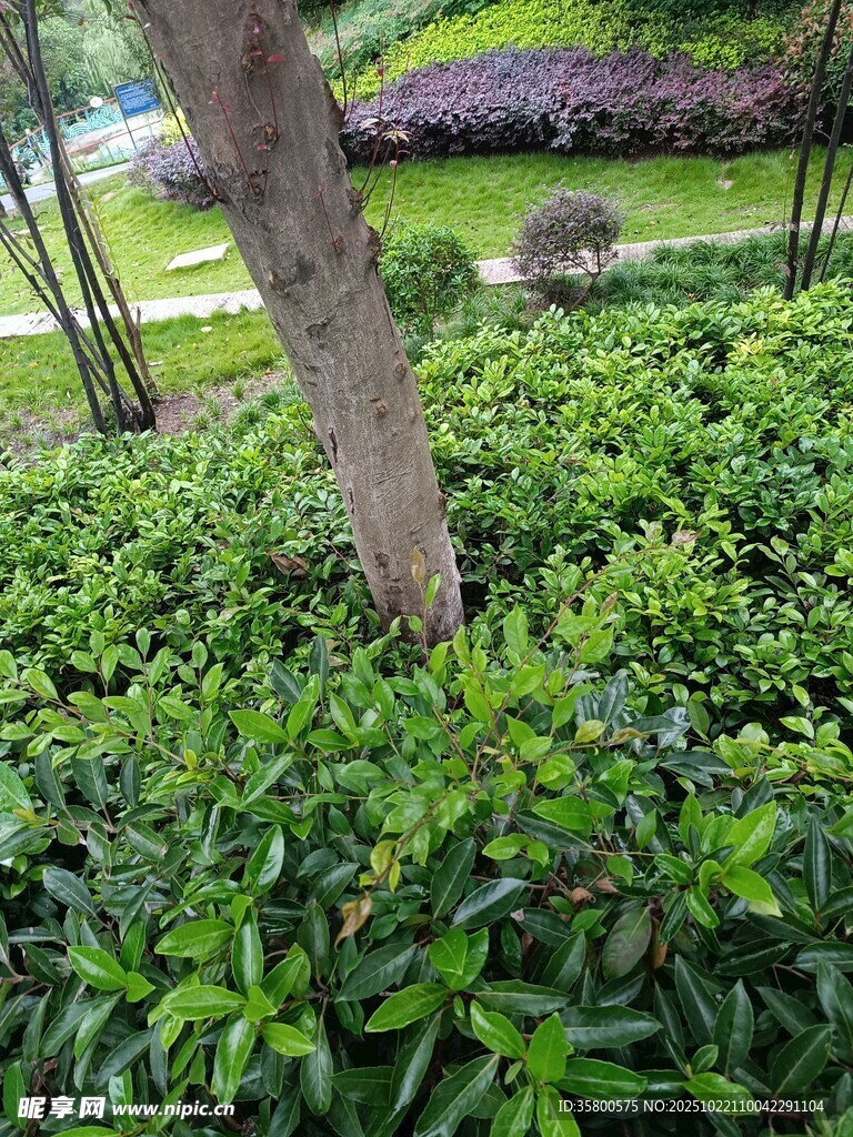 树下绿植景观