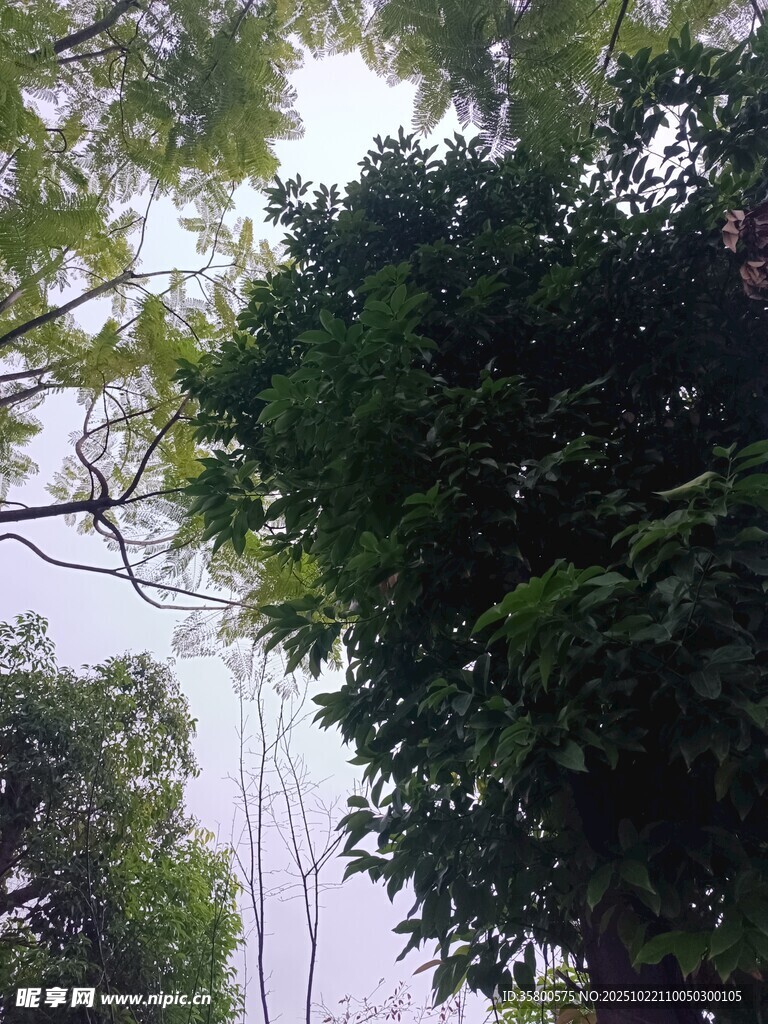 林间喷泉隐于葱郁绿树间