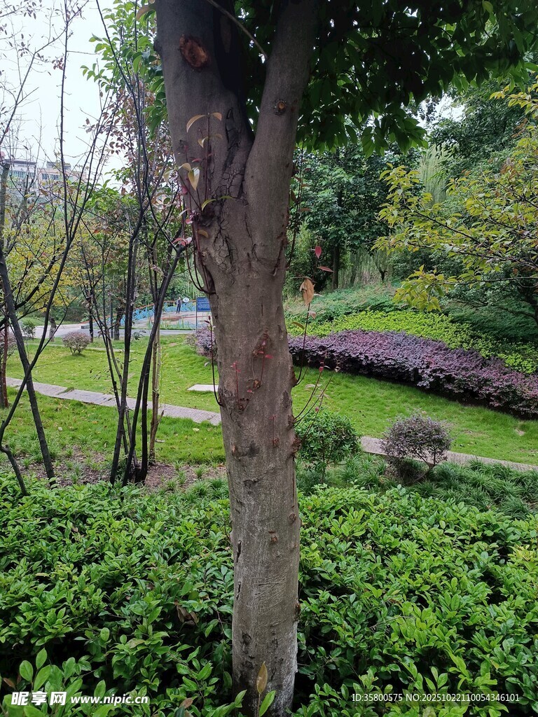 公园绿意盎然的树木景观