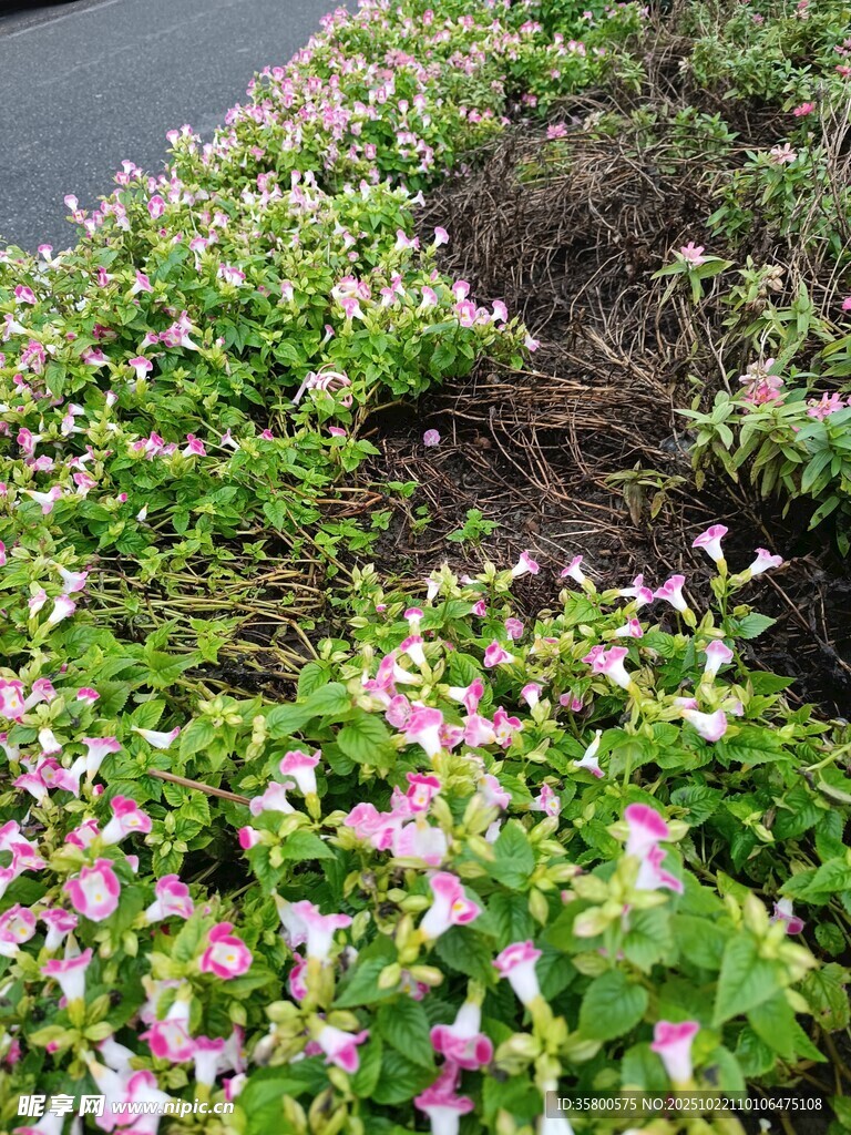 粉色小花簇拥的绿植景观