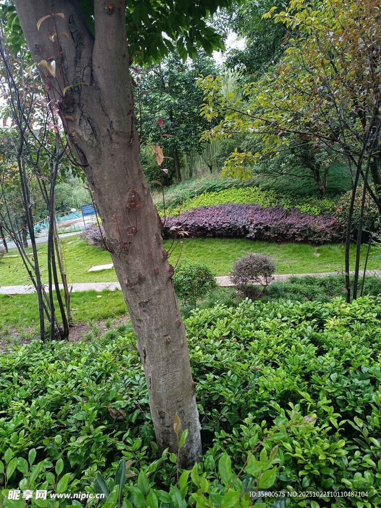 绿意盎然的林间景致