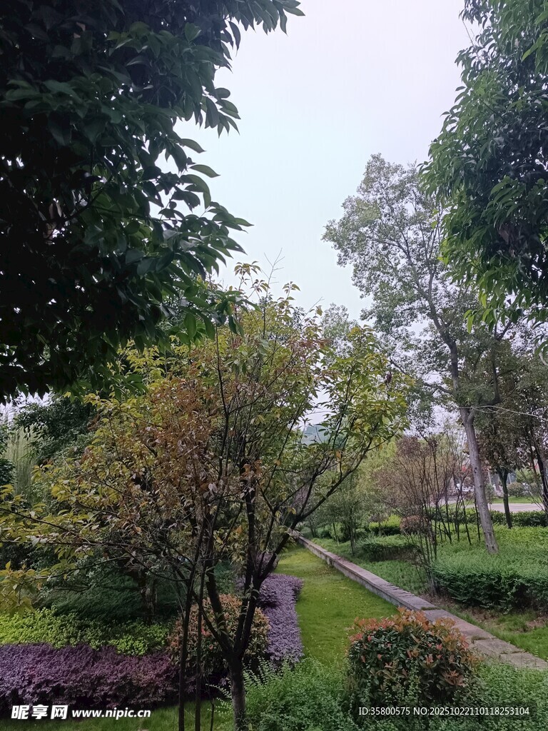 林间小径 
