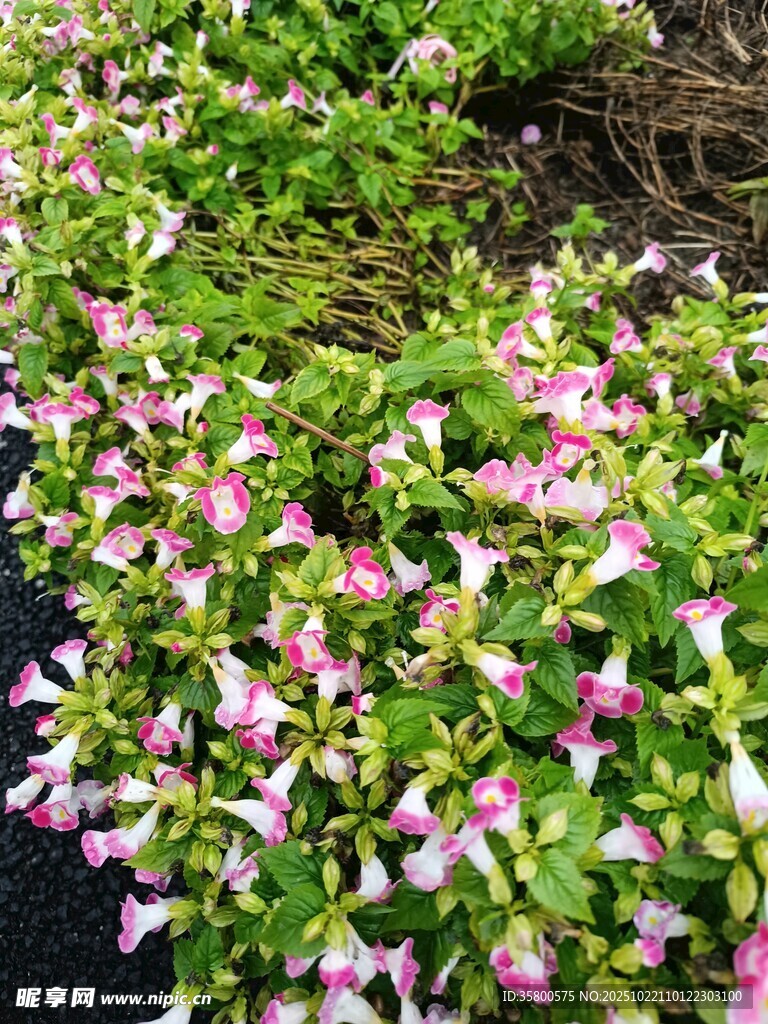 粉色花卉绿植繁茂景象