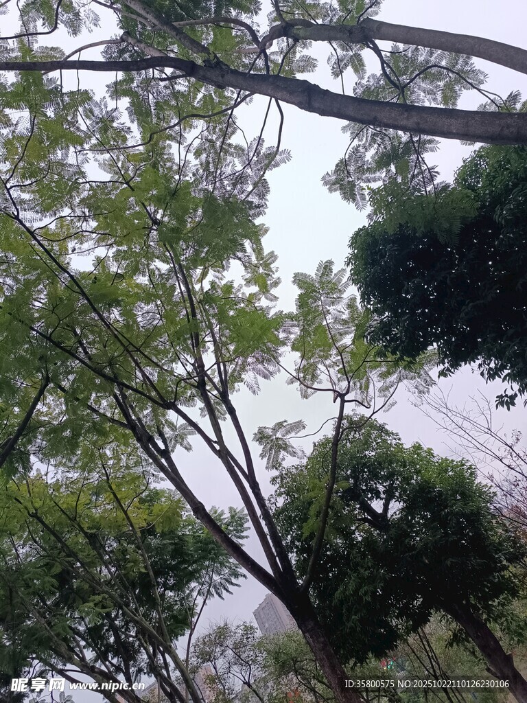 仰视繁茂绿树景观