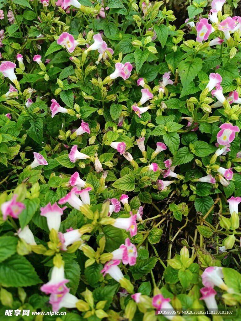 粉色小花与绿叶的景致