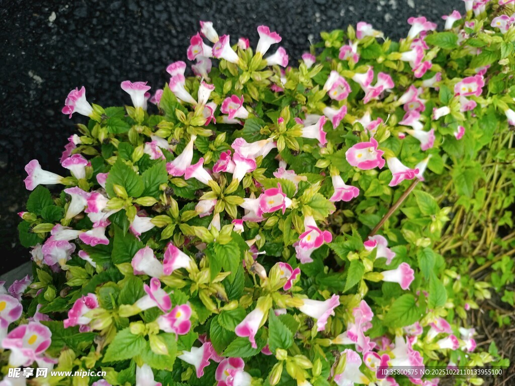 粉色斑纹花卉绿植特写