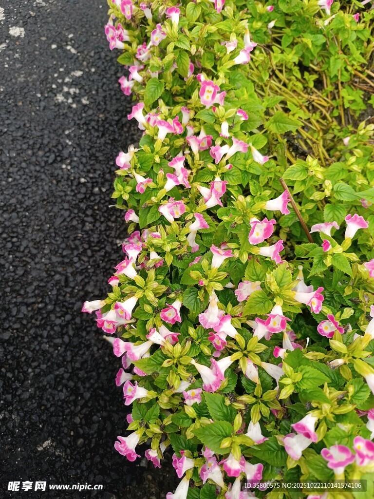 路边粉色小花绽放
