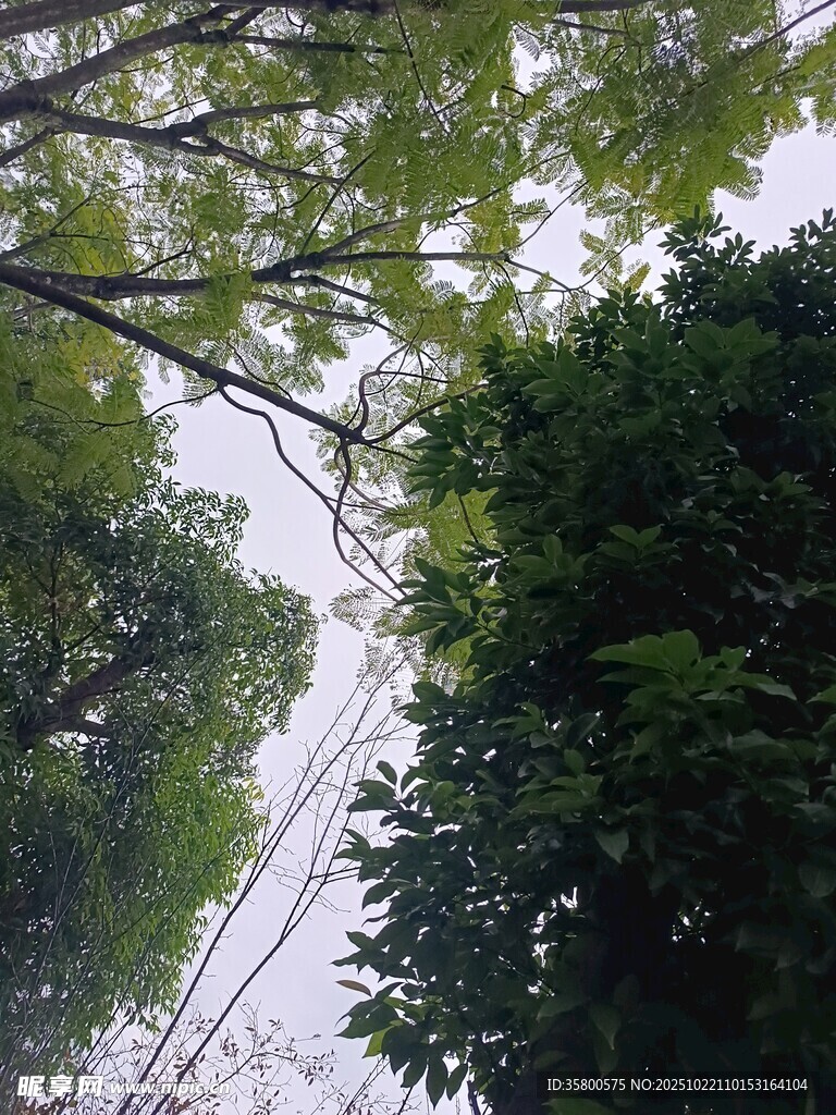 仰视葱郁树林间电线