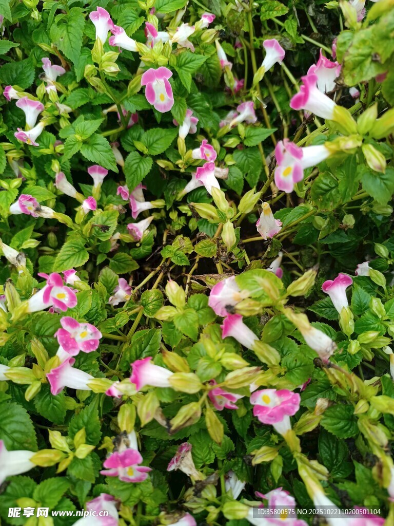 粉色小花绽放绿叶间