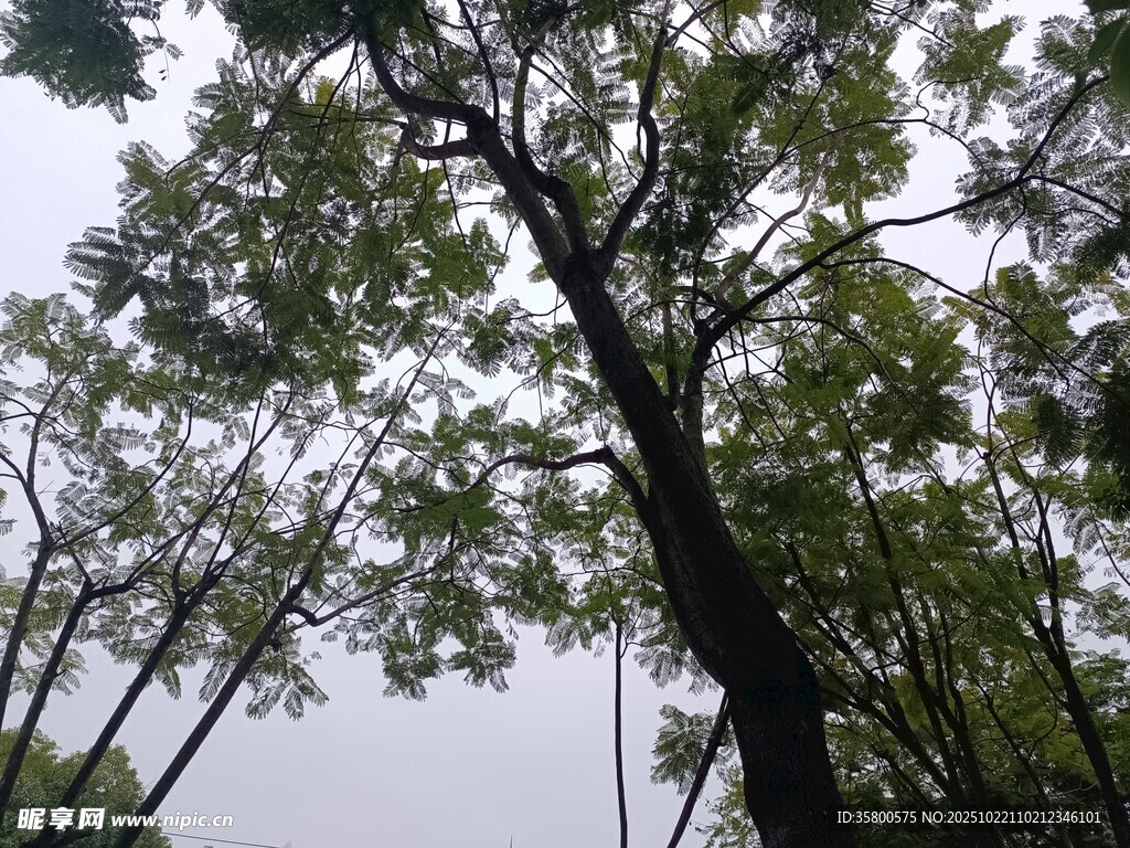 林间树木枝叶繁茂景象