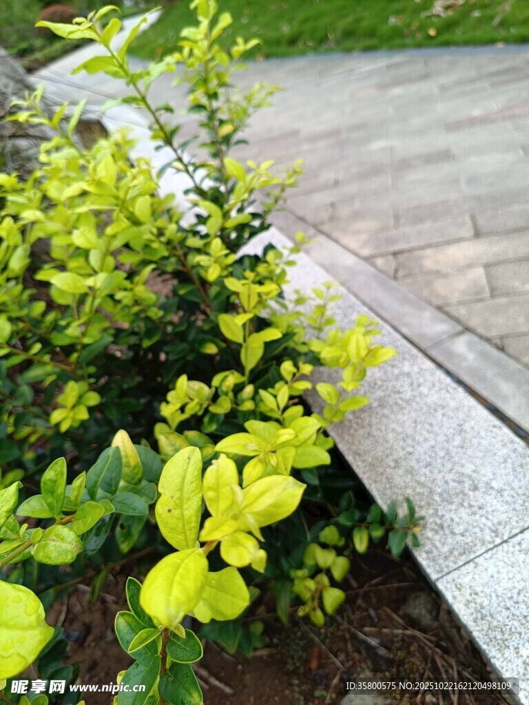 路边翠绿灌木景观