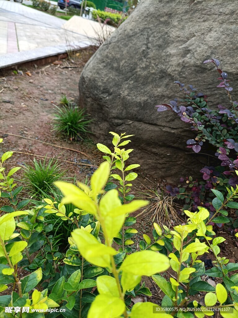 石旁翠绿植物景观
