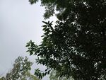 仰视茂密枝叶