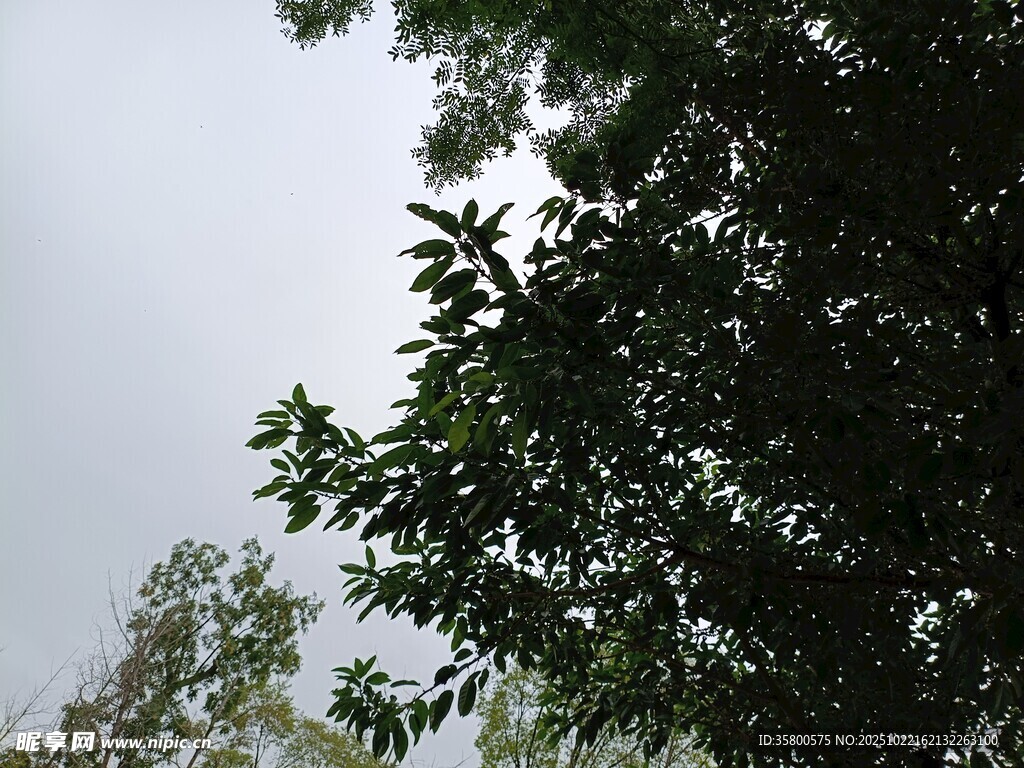 仰视茂密枝叶