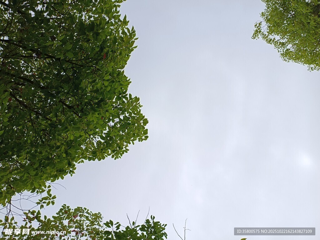仰视绿树间的天空