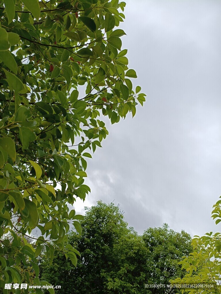 绿叶蓝天间的清新景致