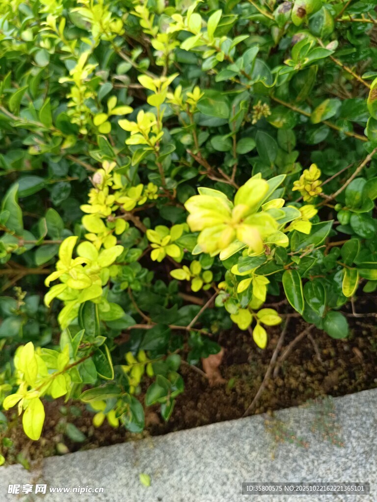 嫩绿植物生机盎然