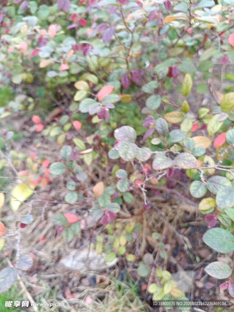 多彩落叶覆盖的地面景观