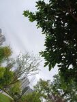 城市中绿树掩映的建筑景观