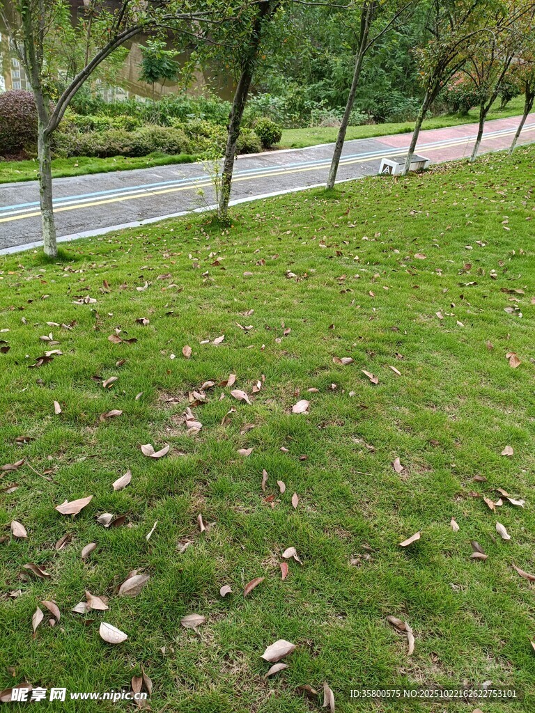 路边绿意草地散落枯叶