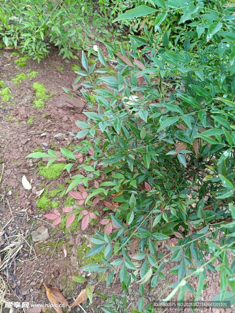 野外杂草丛生的泥土小径