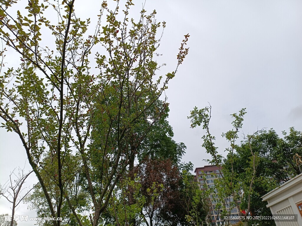 户外绿树景致