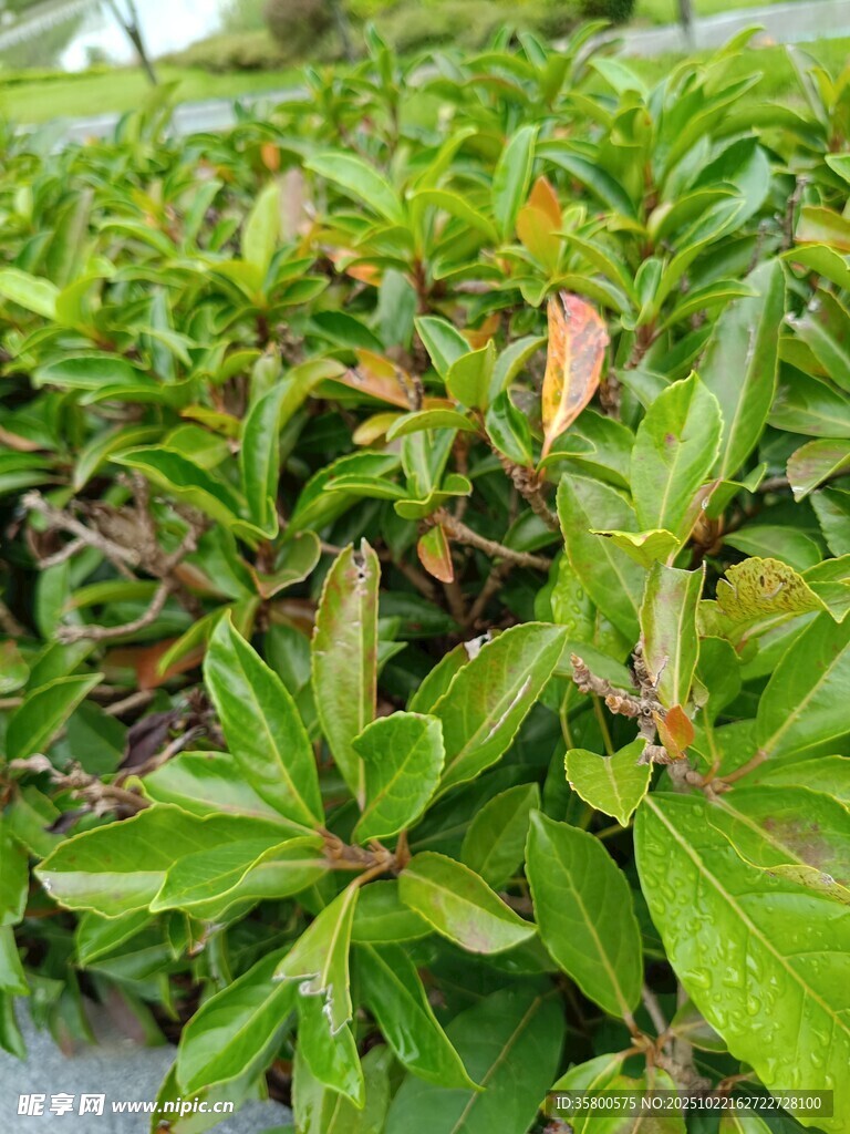 翠绿繁茂的植物景观