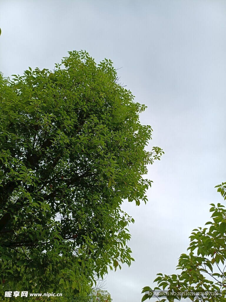 绿叶繁茂的高大树木