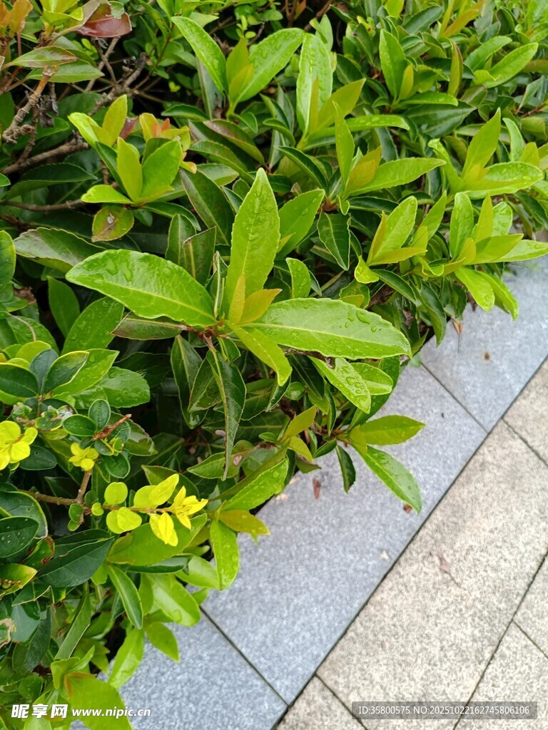 路边翠绿繁茂的植物景观