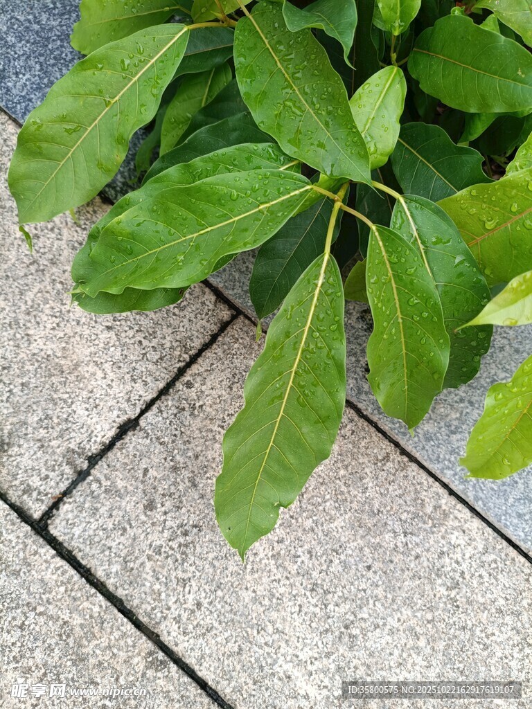 石板间的翠绿植物