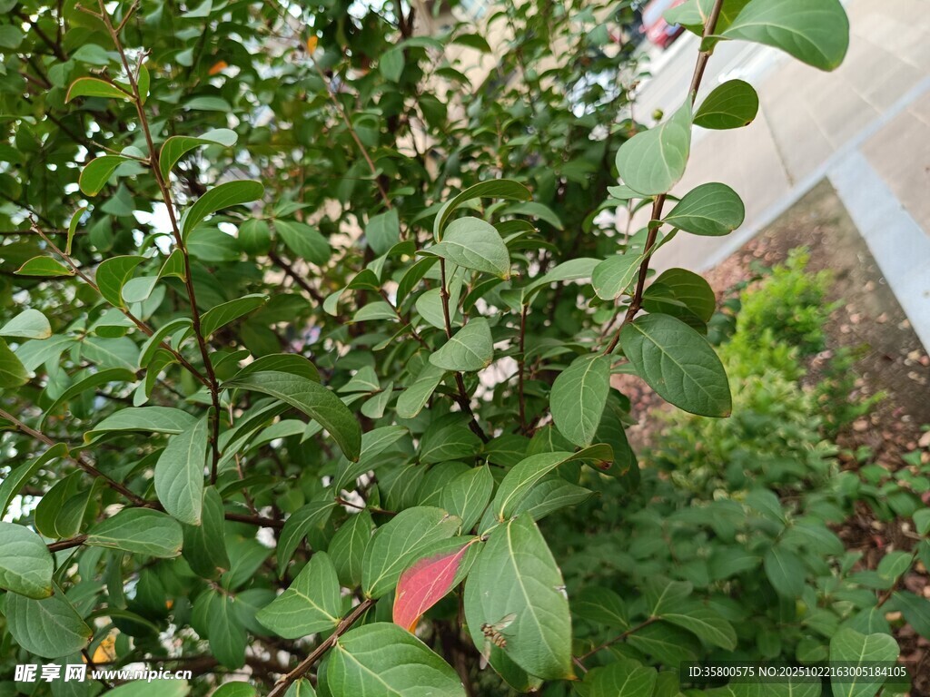 绿叶间的红边植物