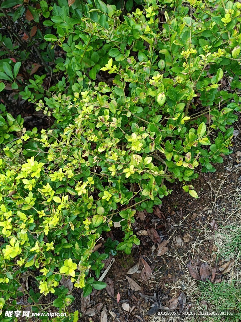 翠绿繁茂的低矮绿植景观
