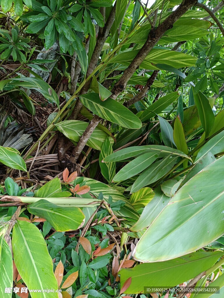 繁茂绿植景观