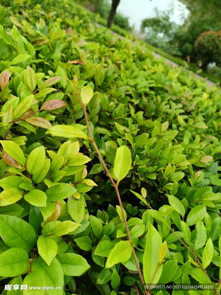 翠绿繁茂的植物景观