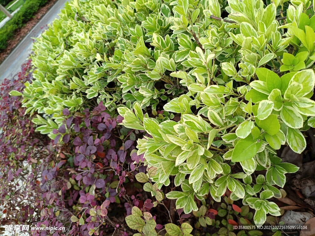 多彩绿植装点生机景象