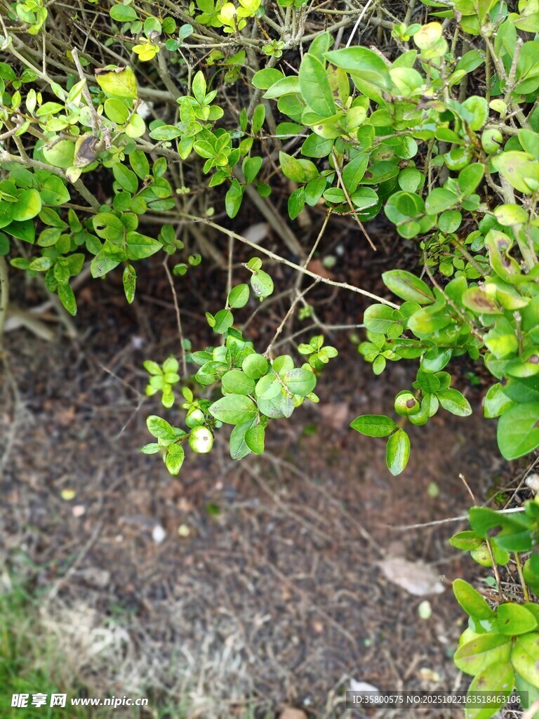 地面绿植与繁茂枝叶景象