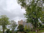 城市中绿树掩映的高楼