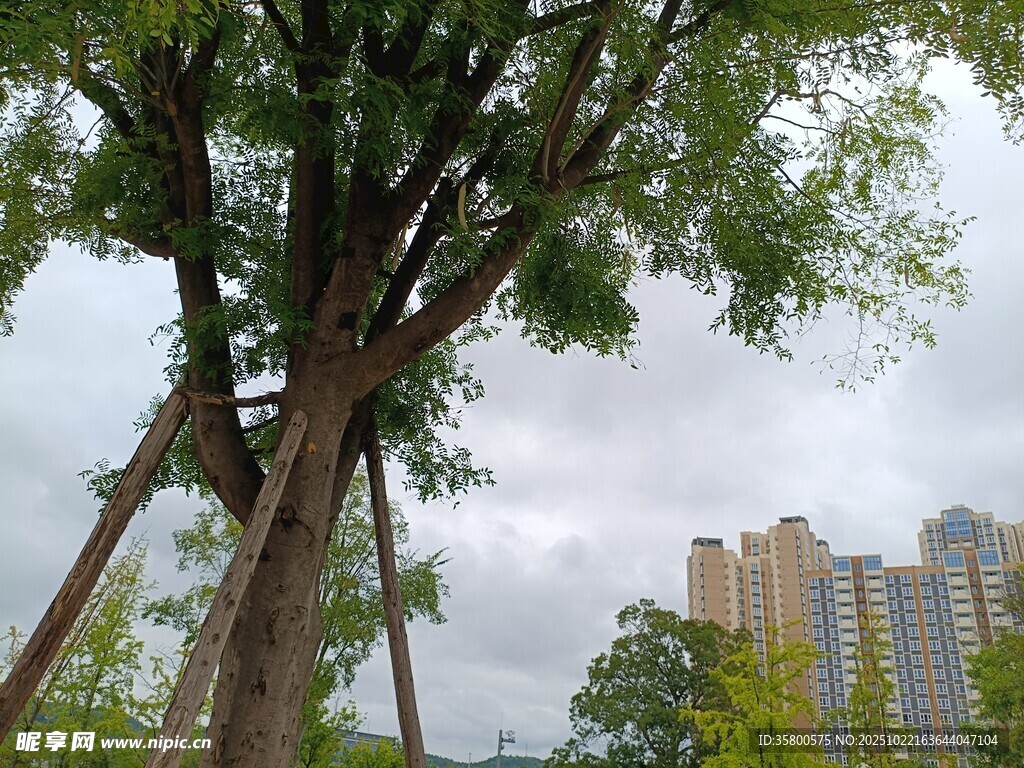 城市中茂盛的大树